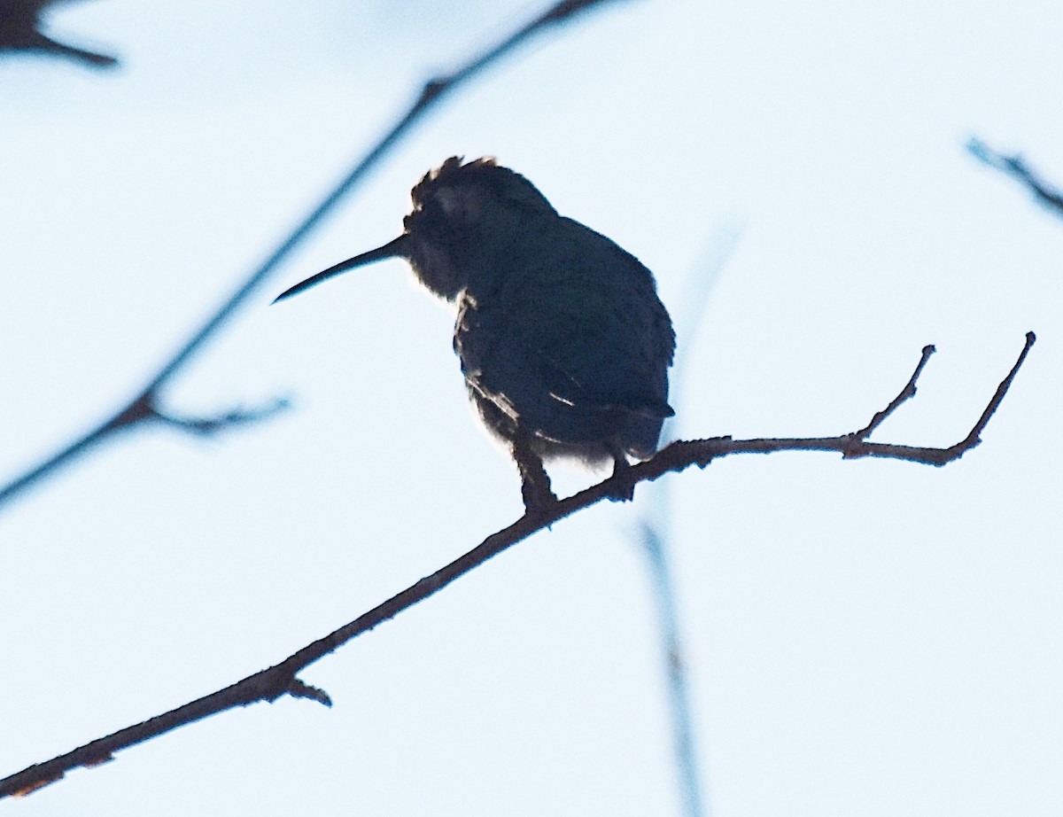 Blue-tufted Starthroat - ML251548191