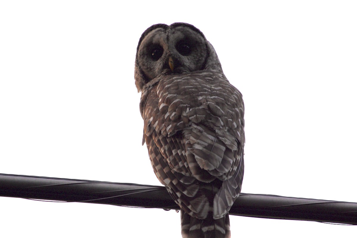 Barred Owl - ML251549281