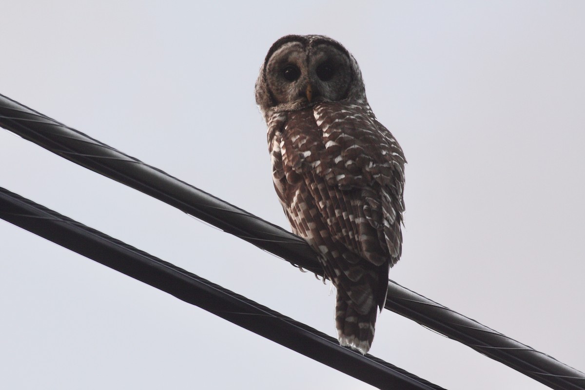 Barred Owl - ML251549291