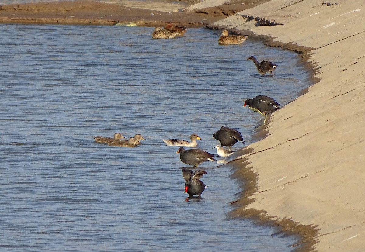 Yellow-billed Teal - Charly Moreno Taucare