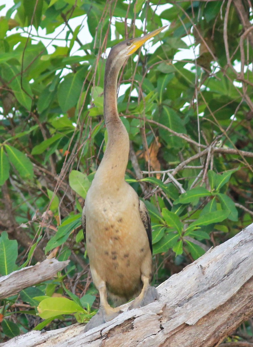 Australasian Darter - Dave Czaplak