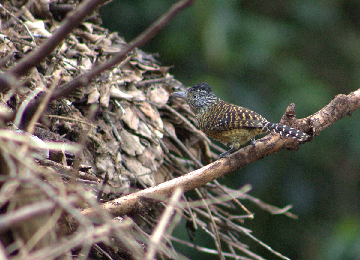 Barred Antshrike - ML25155091