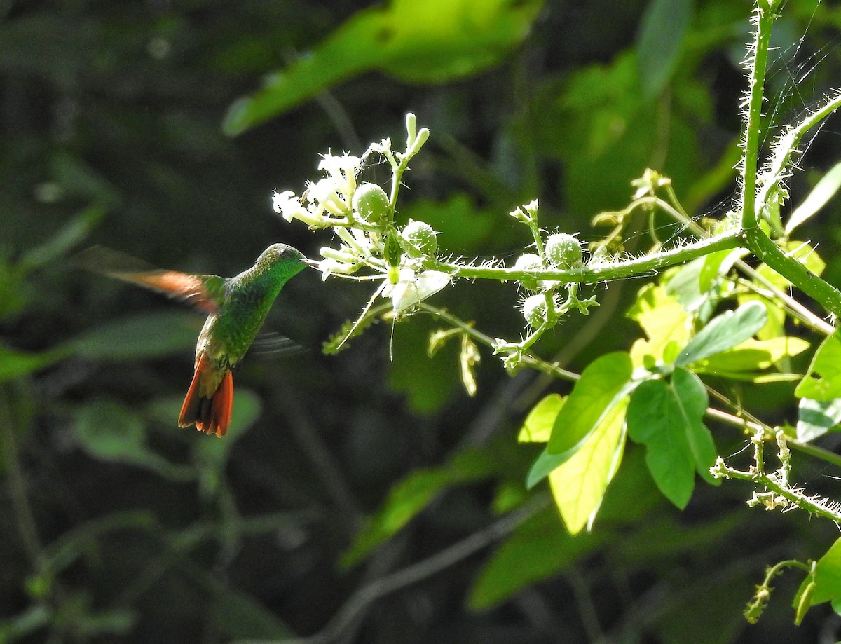 kolibřík mexický - ML251551611