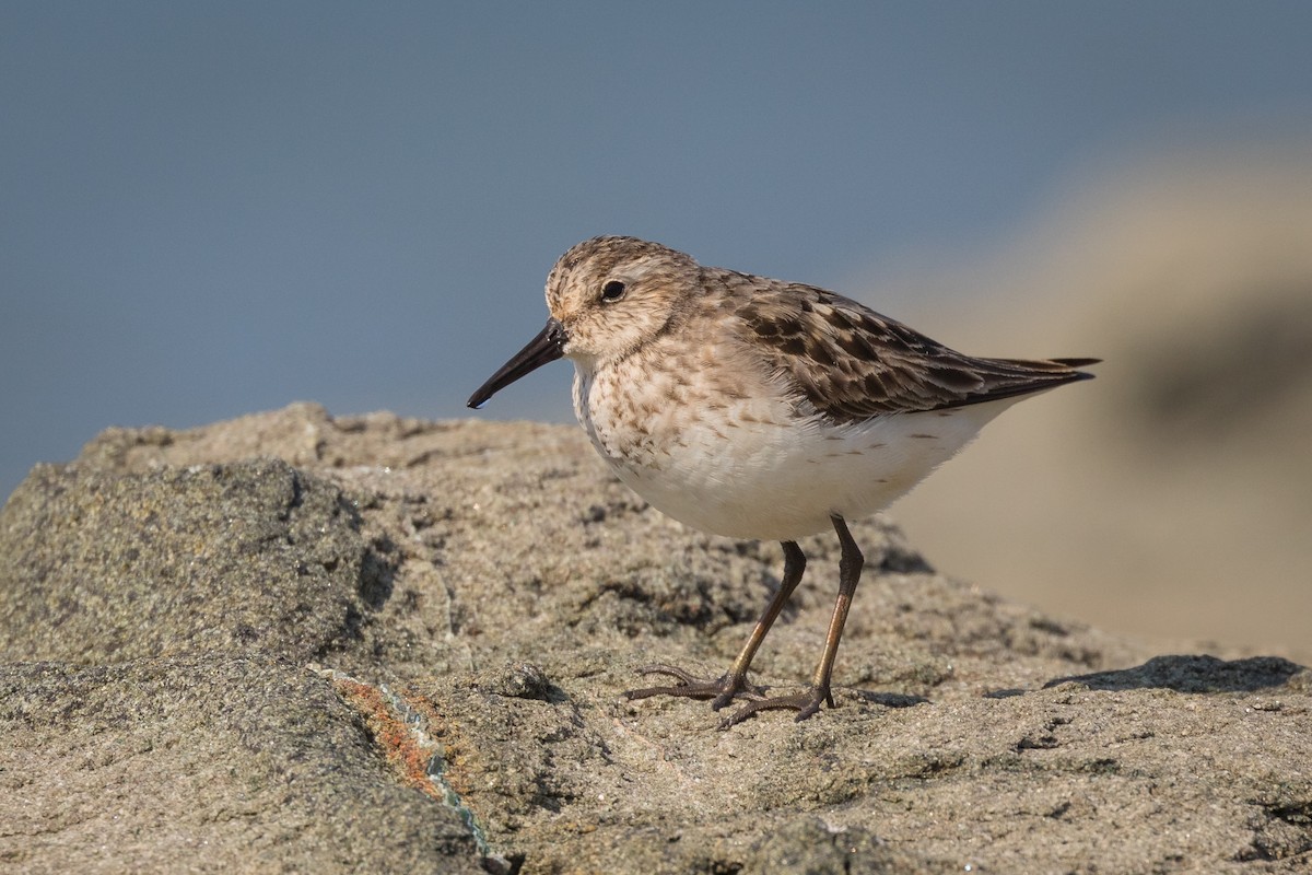 Semipalmated Sandpiper - ML251552661