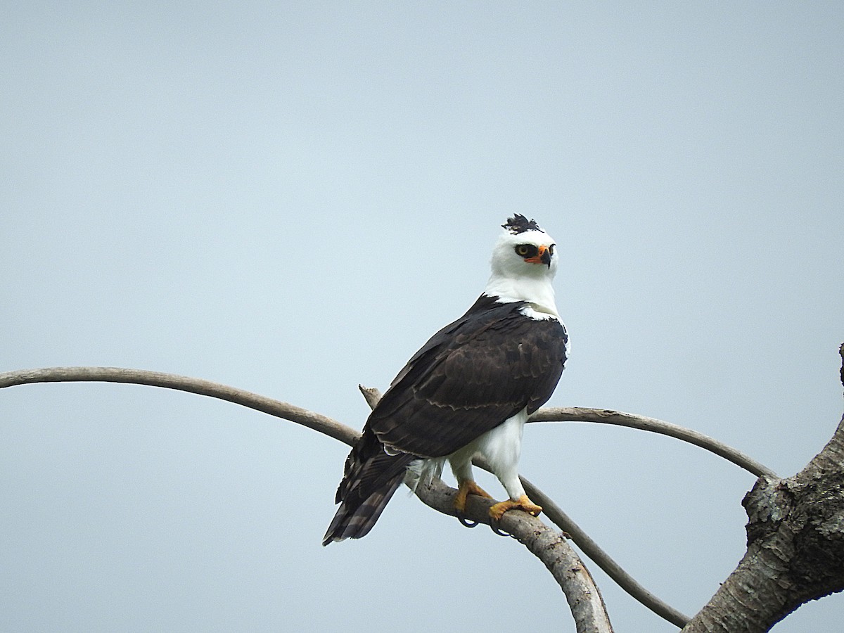 Black-and-white Hawk-Eagle - ML251552701