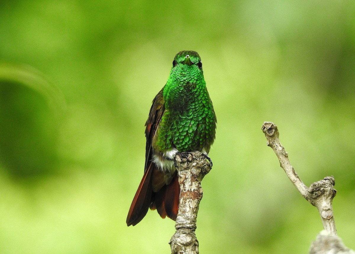 kolibřík mexický - ML251552821
