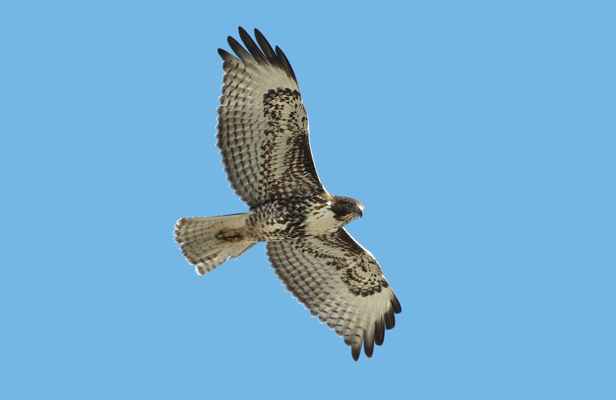 Rotschwanzbussard (calurus/alascensis) - ML251552991