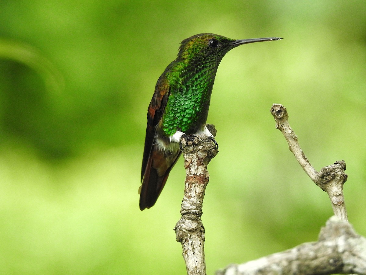kolibřík mexický - ML251553131