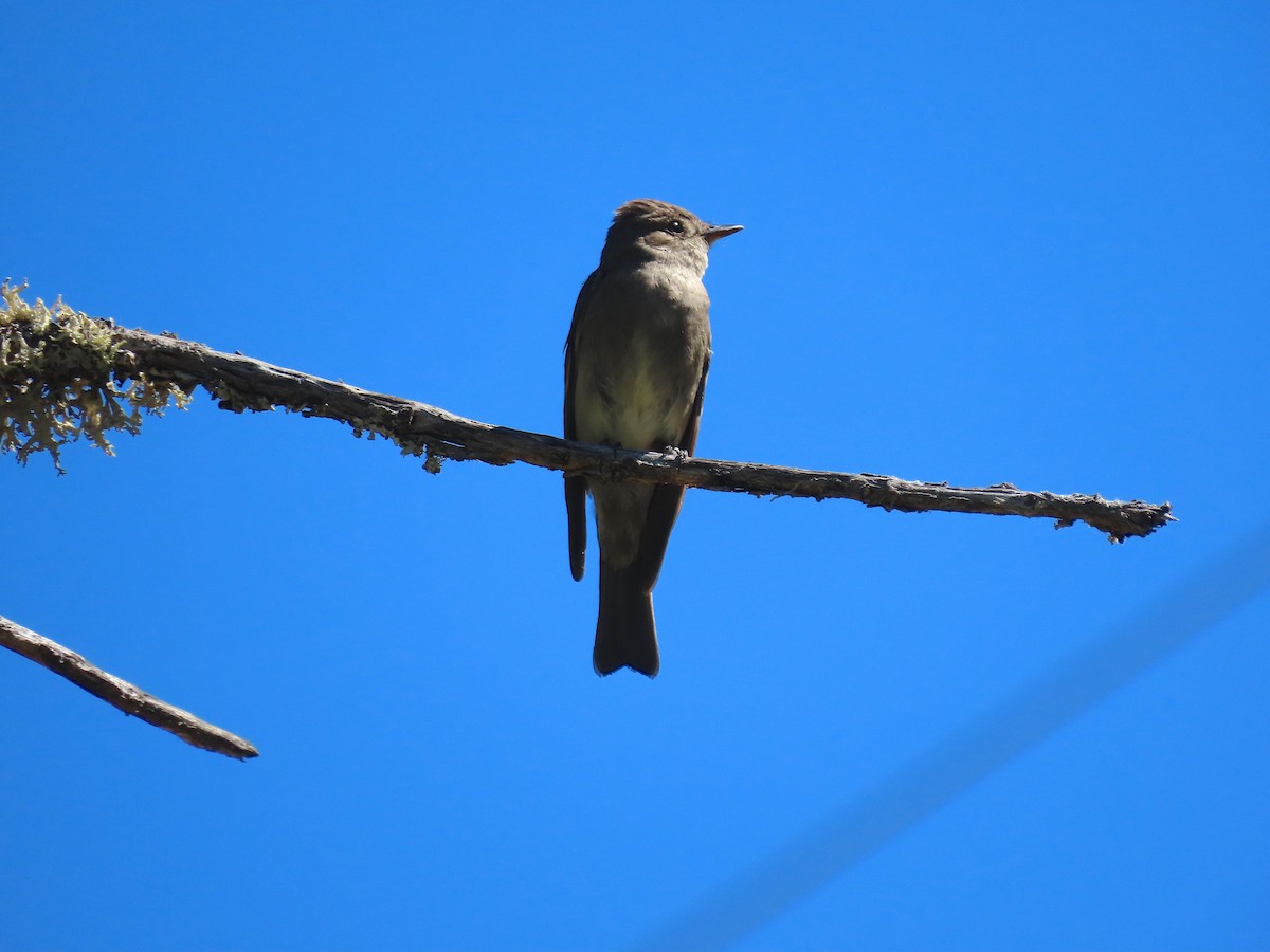 Western Wood-Pewee - ML251553241