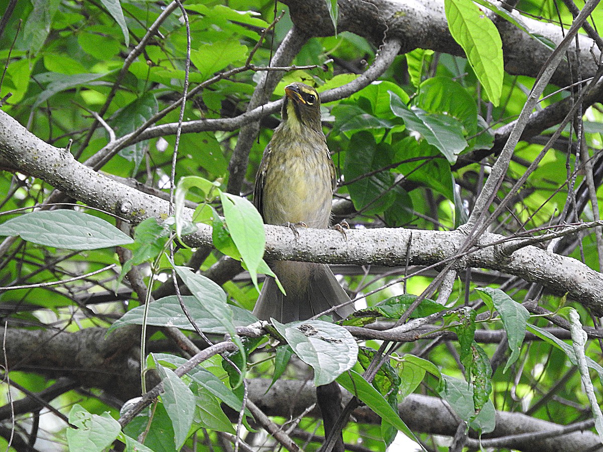 Olive-gray Saltator - ML251553551