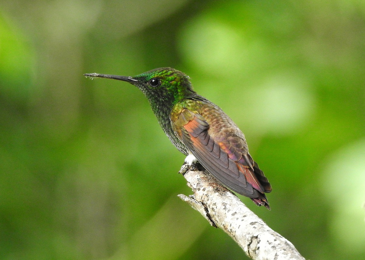 kolibřík mexický - ML251554091