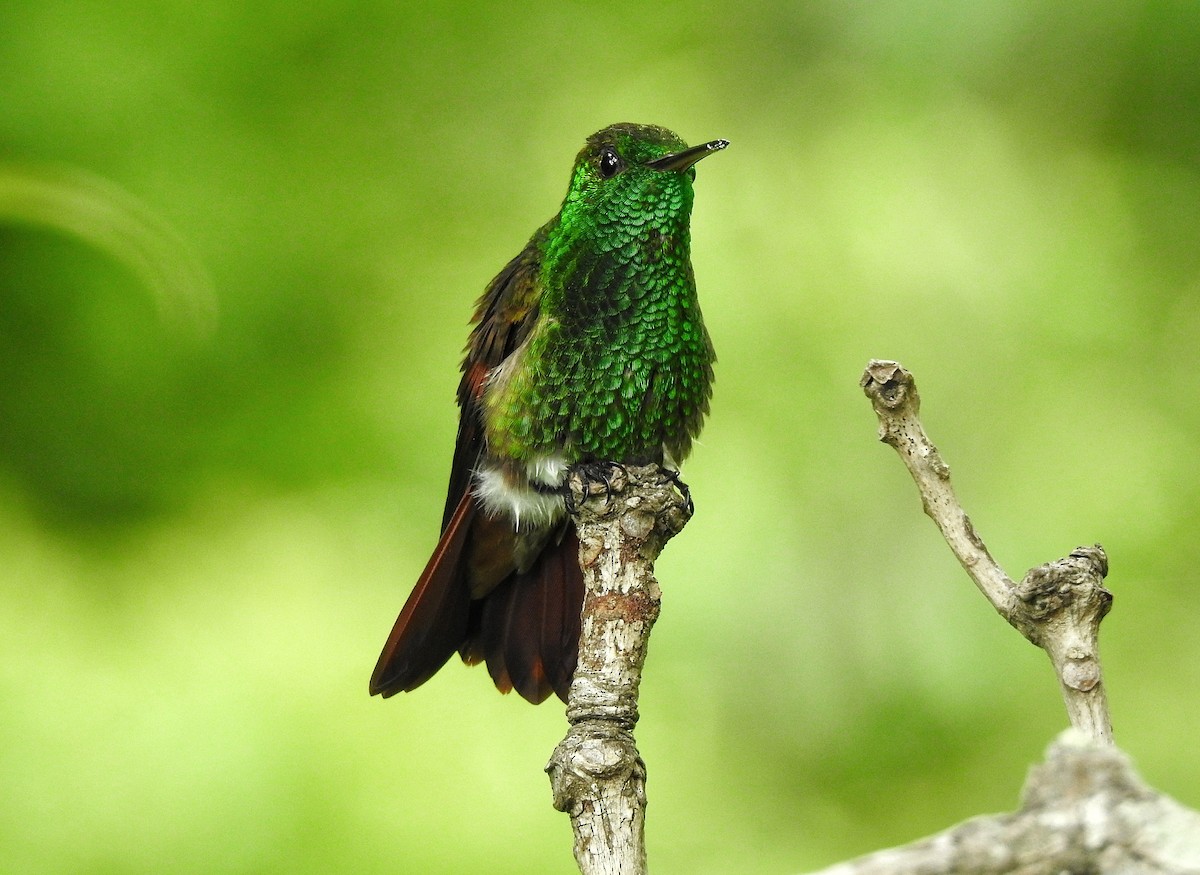 kolibřík mexický - ML251554401