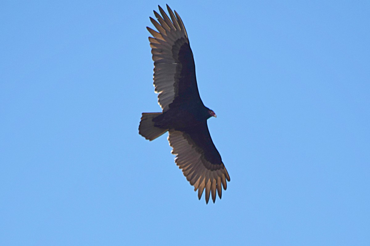 Turkey Vulture - Hugh Barger