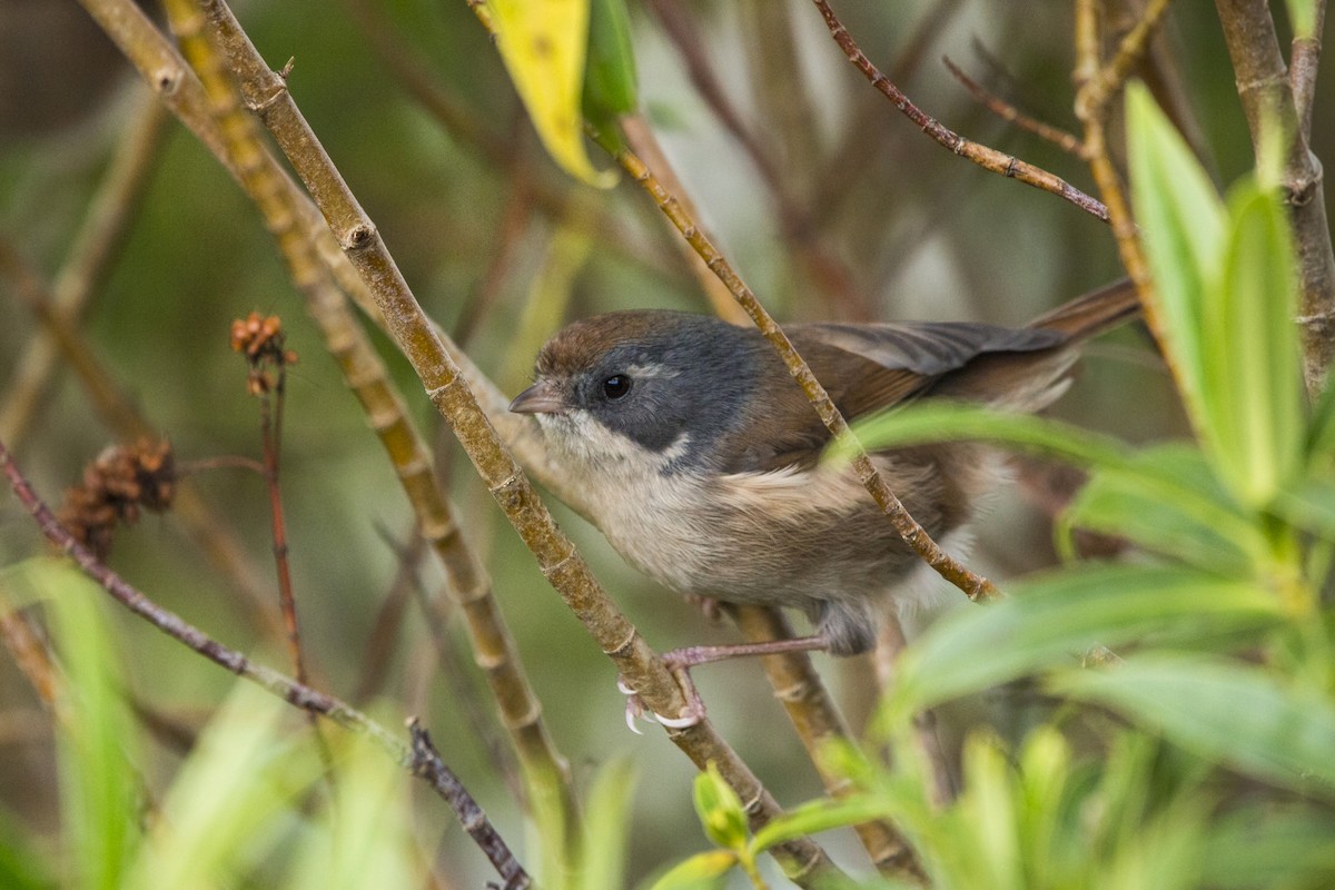 Pipipi - Oscar Thomas