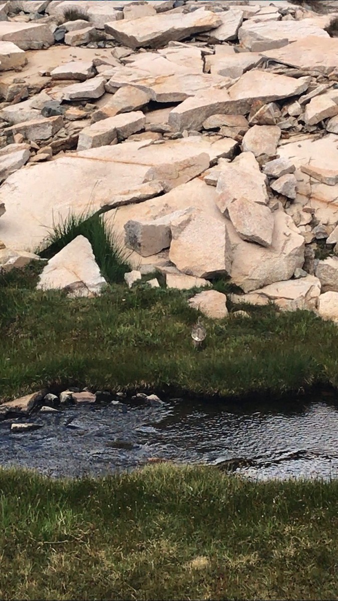 White-tailed Ptarmigan - ML251562001