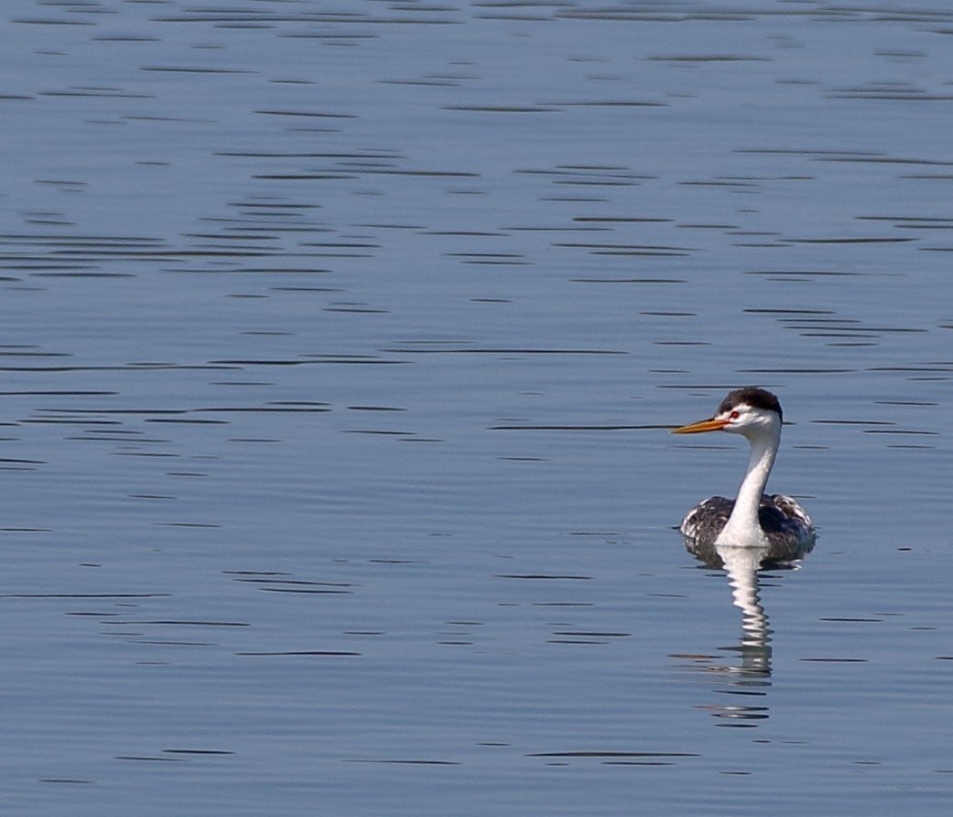 Clark's Grebe - ML251564121