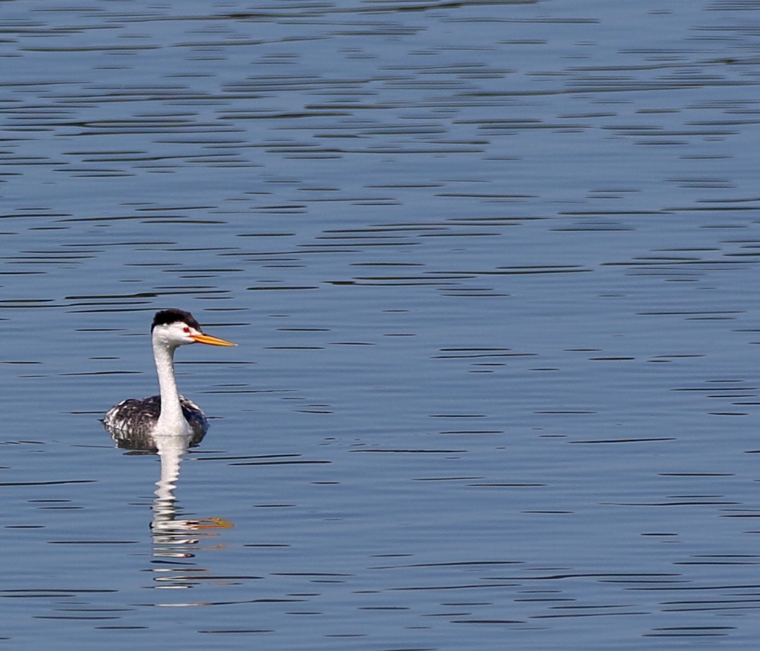 Clark's Grebe - Kent Leland