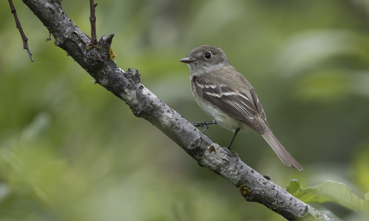 Least Flycatcher - ML251564751