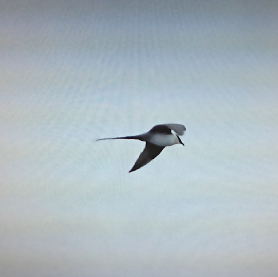 Long-tailed Jaeger - ML251565291