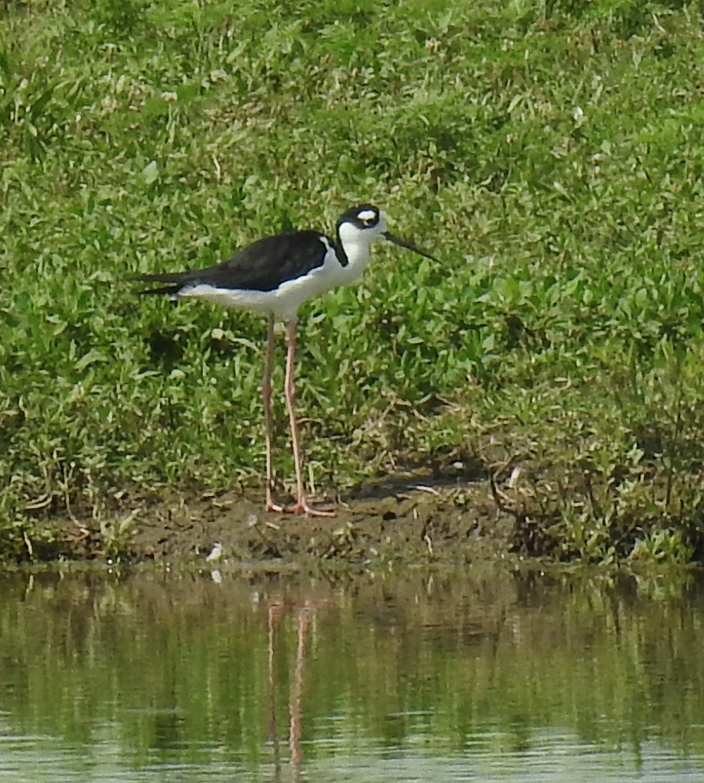 Schwarznacken-Stelzenläufer - ML251565931