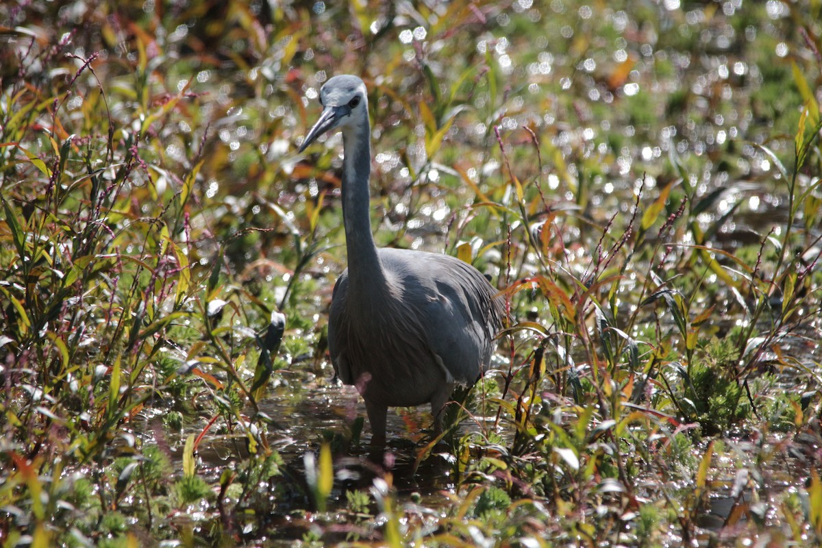 White-faced Heron - ML251566471