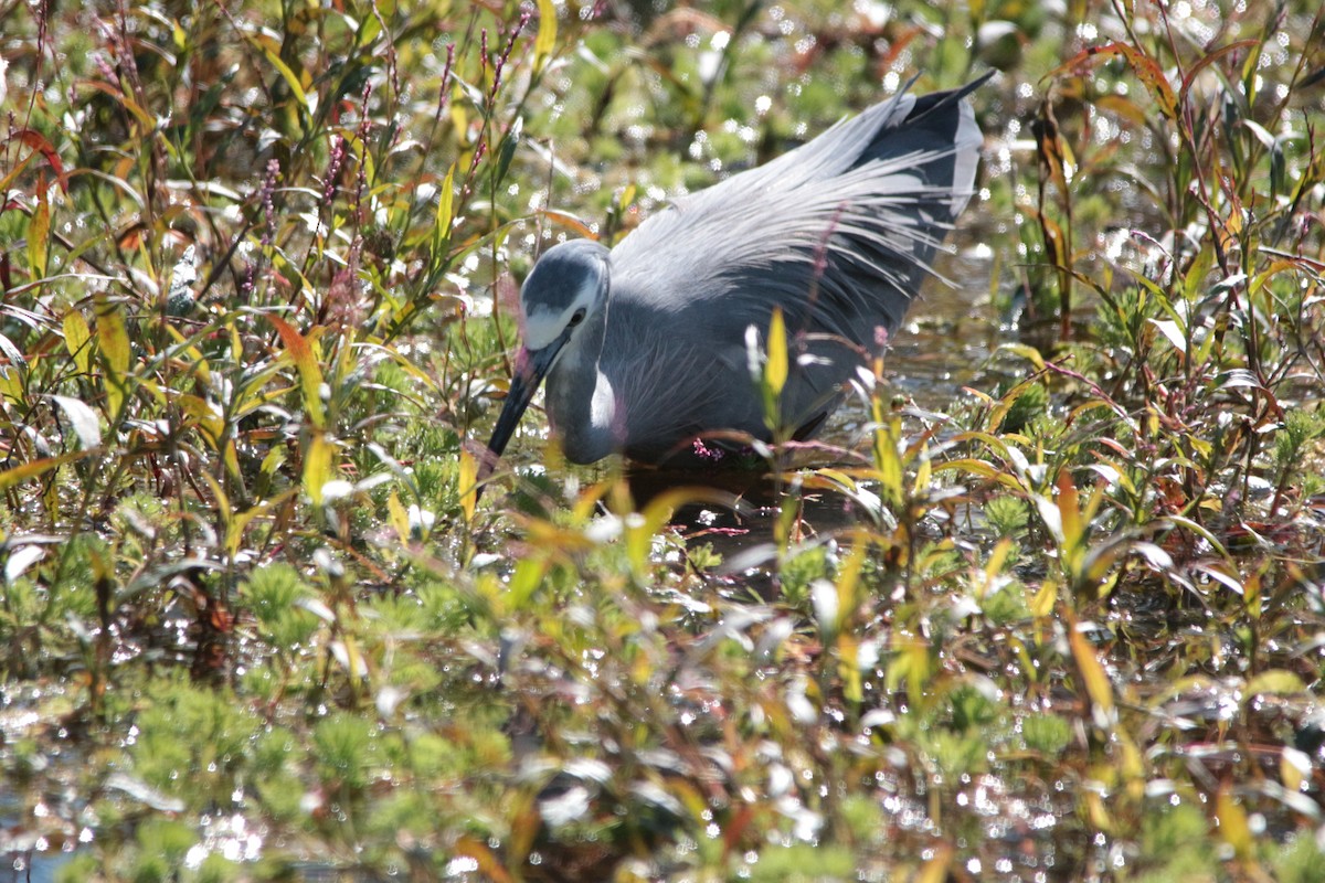 White-faced Heron - ML251566491