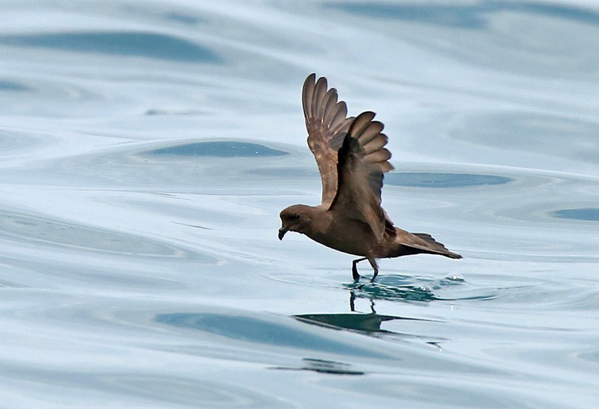 Least Storm-Petrel - Roger Ahlman