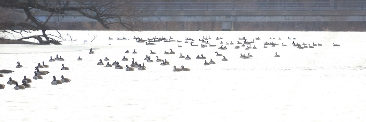 Canada Goose - Tim Lenz