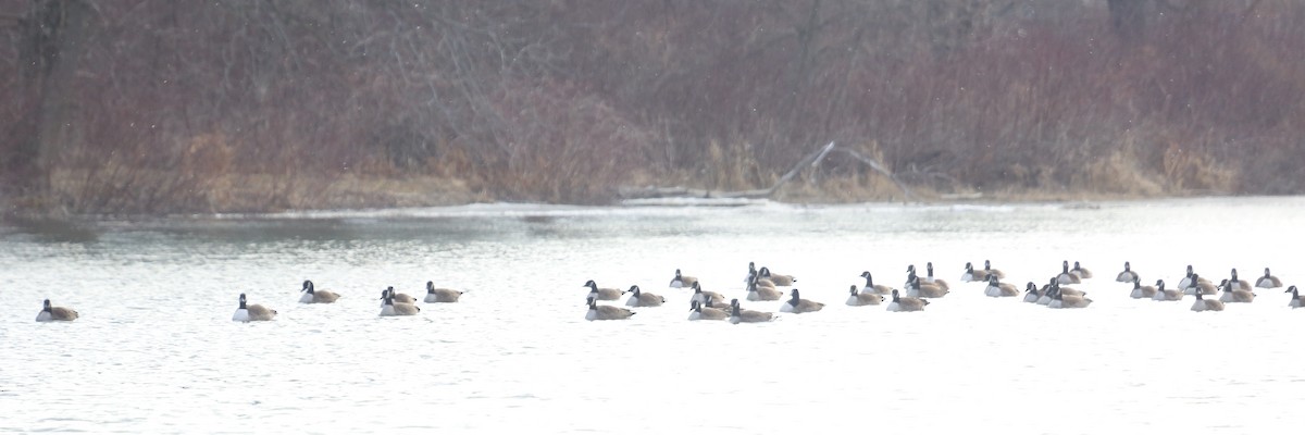 Canada Goose - ML251567411