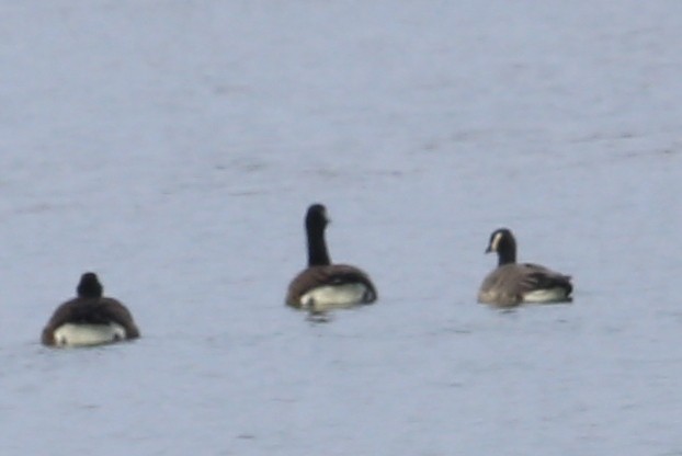 Cackling Goose (Richardson's) - ML251567491