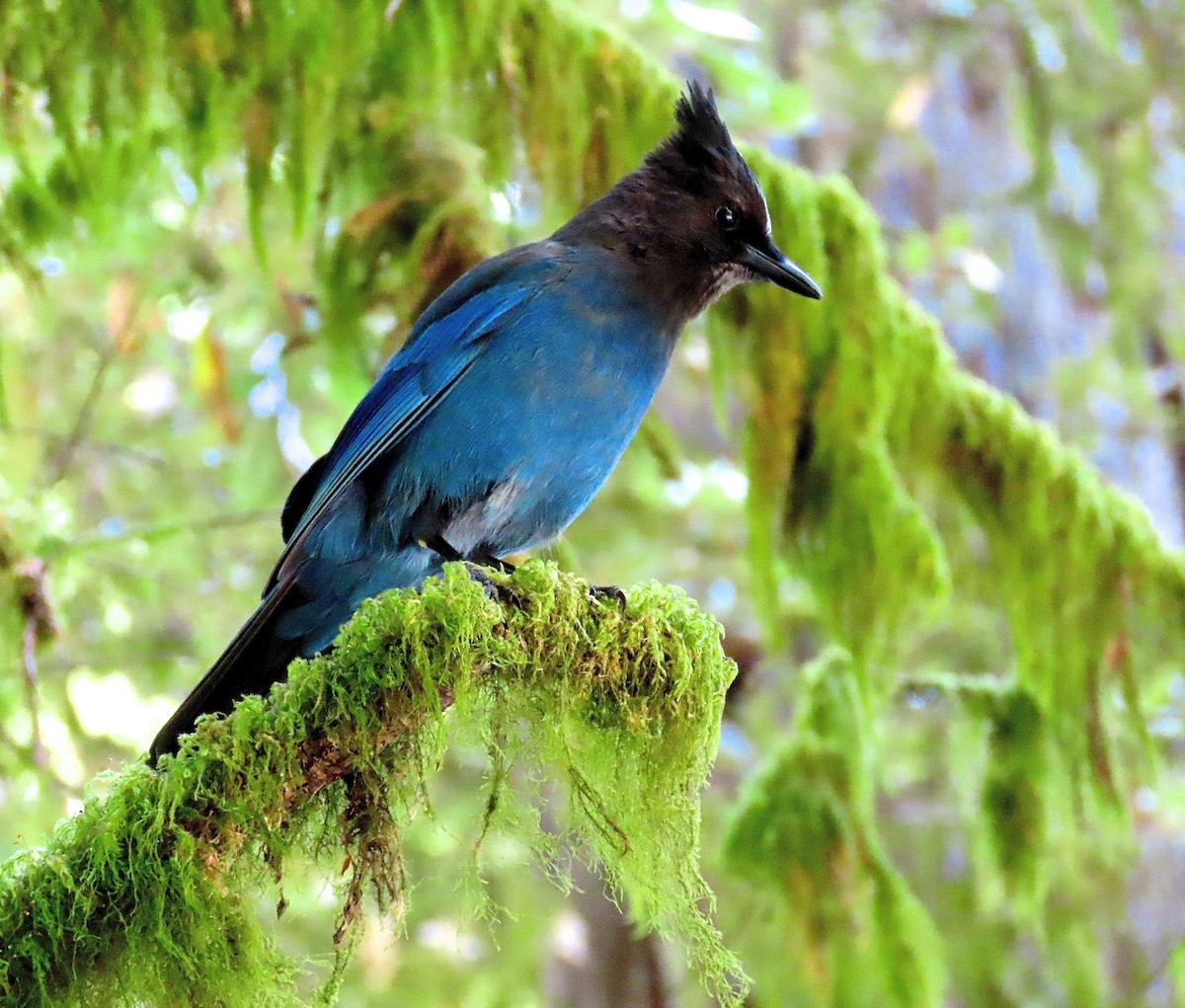 Steller's Jay - ML251568731