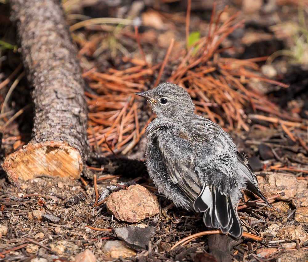 Yellow-rumped Warbler - ML251568891