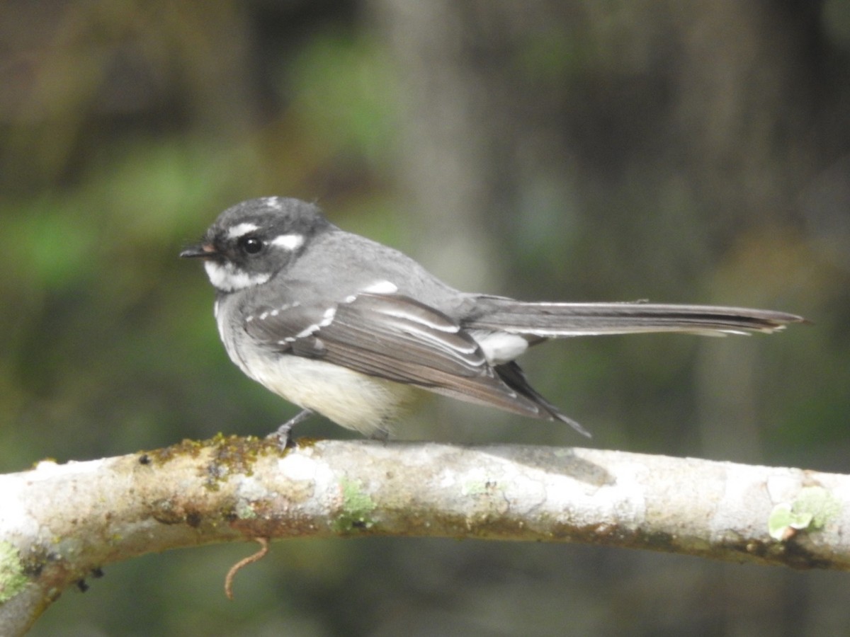 Gray Fantail - ML251570731