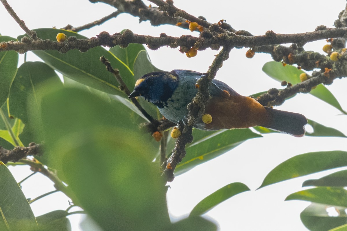 Opal-rumped Tanager - Lucas Carvalho