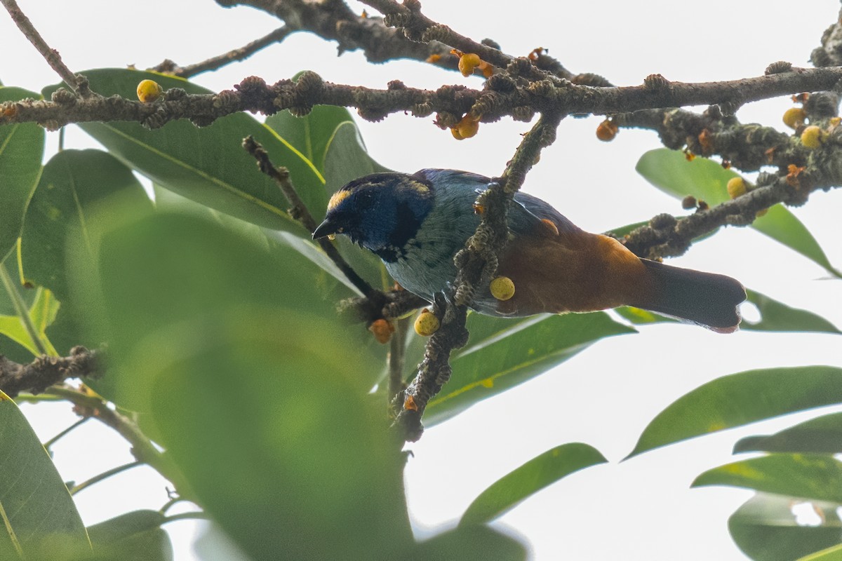 Opal-rumped Tanager - ML251572391