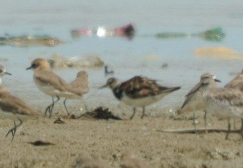 Ruddy Turnstone - ML251574251