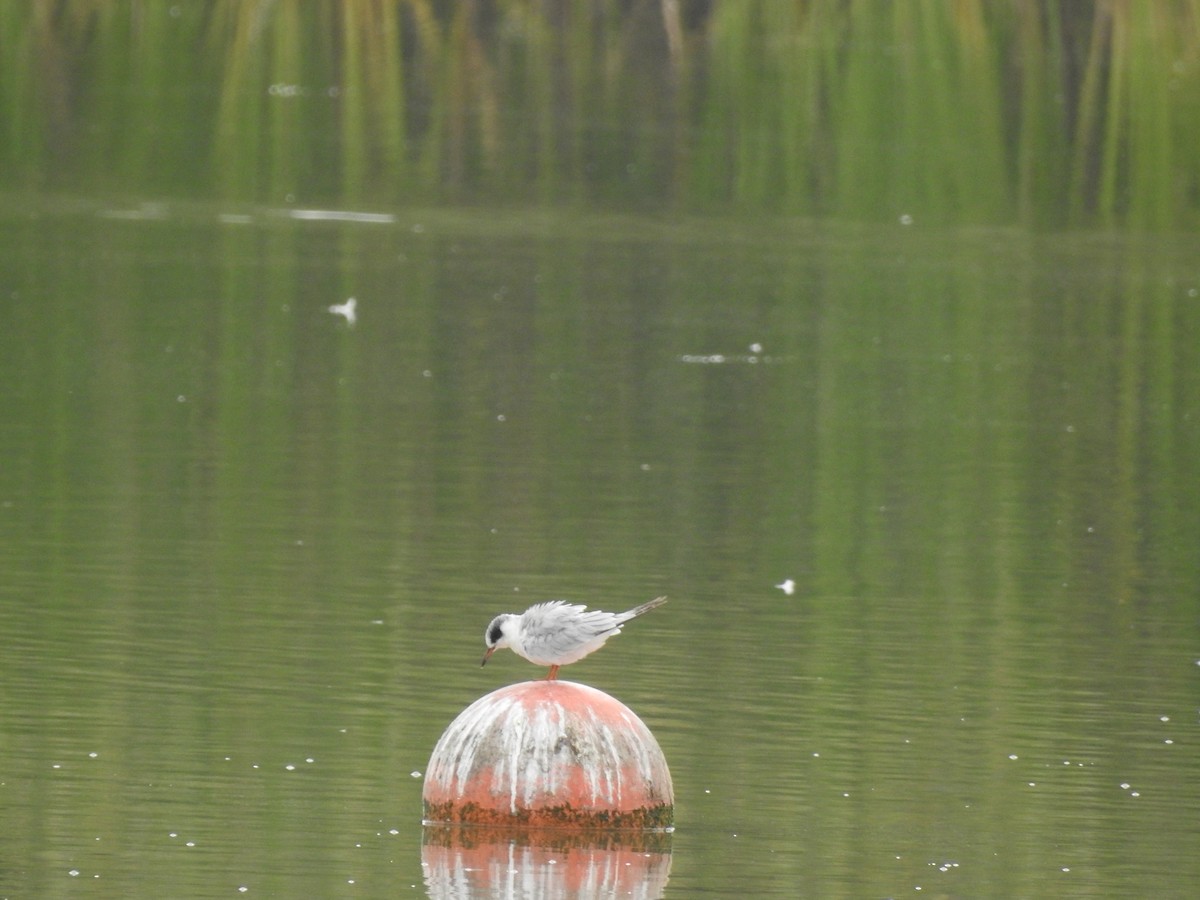 Forster's Tern - ML251574341