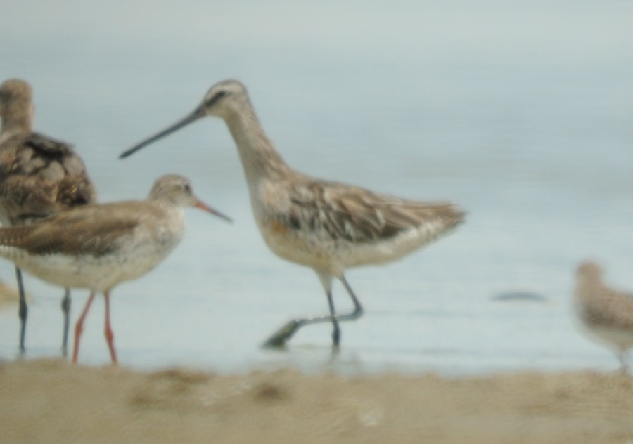 Asian Dowitcher - ML251574371