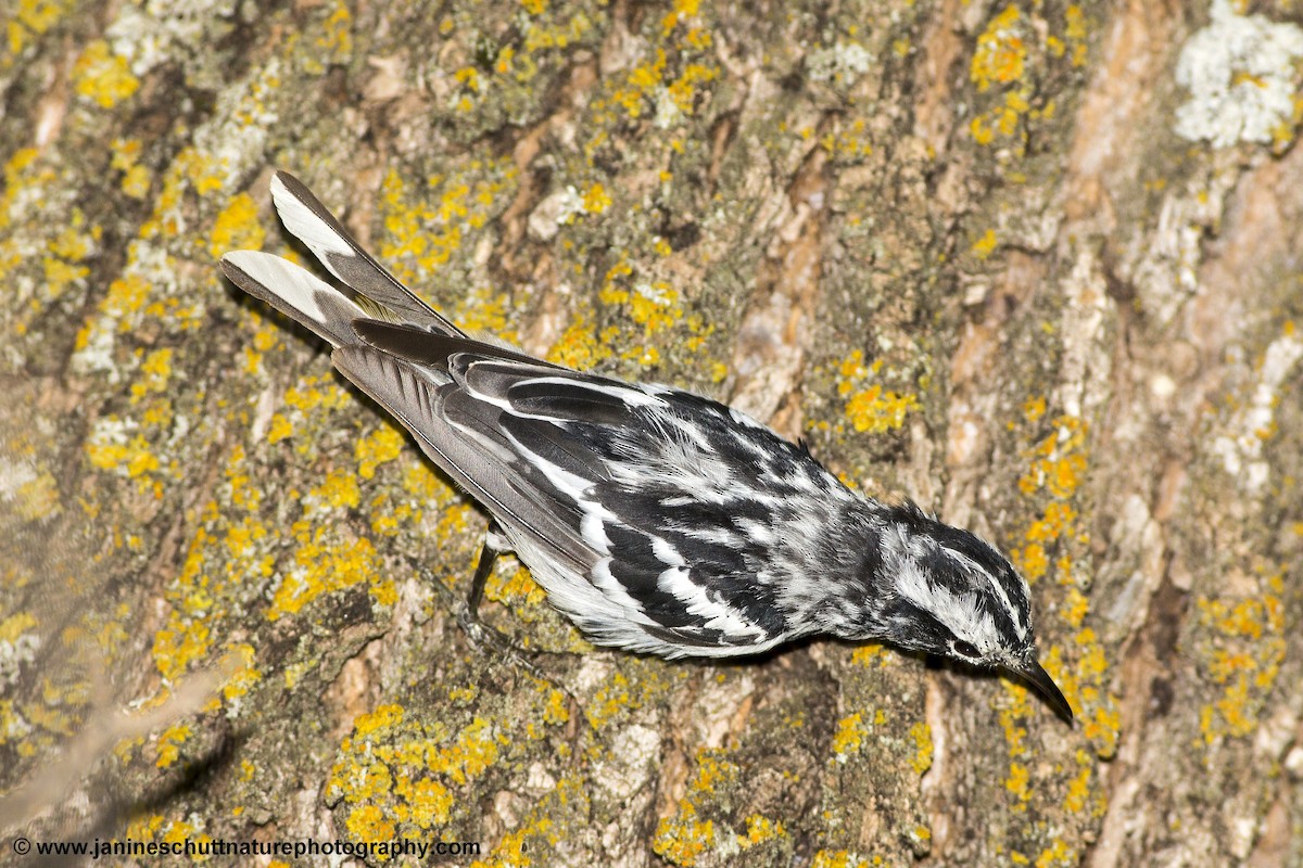 Black-and-white Warbler - Janine Schutt