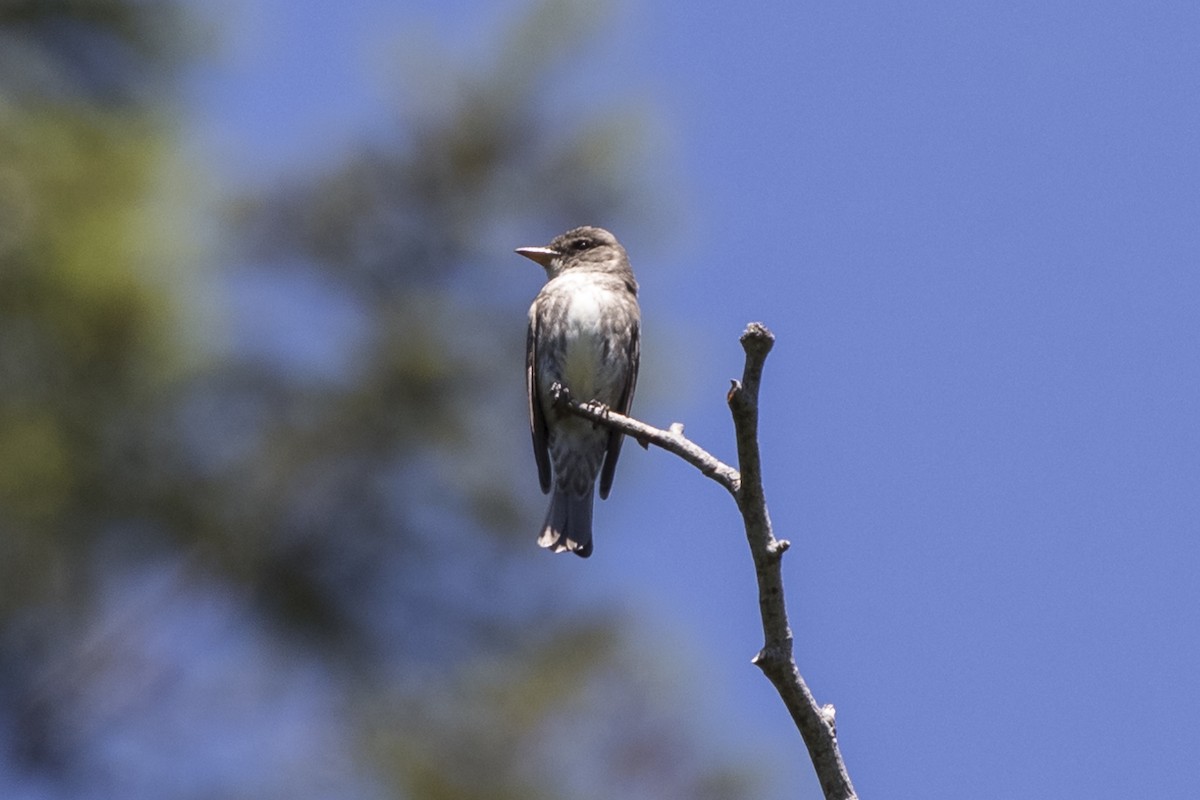 Olive-sided Flycatcher - ML251574541