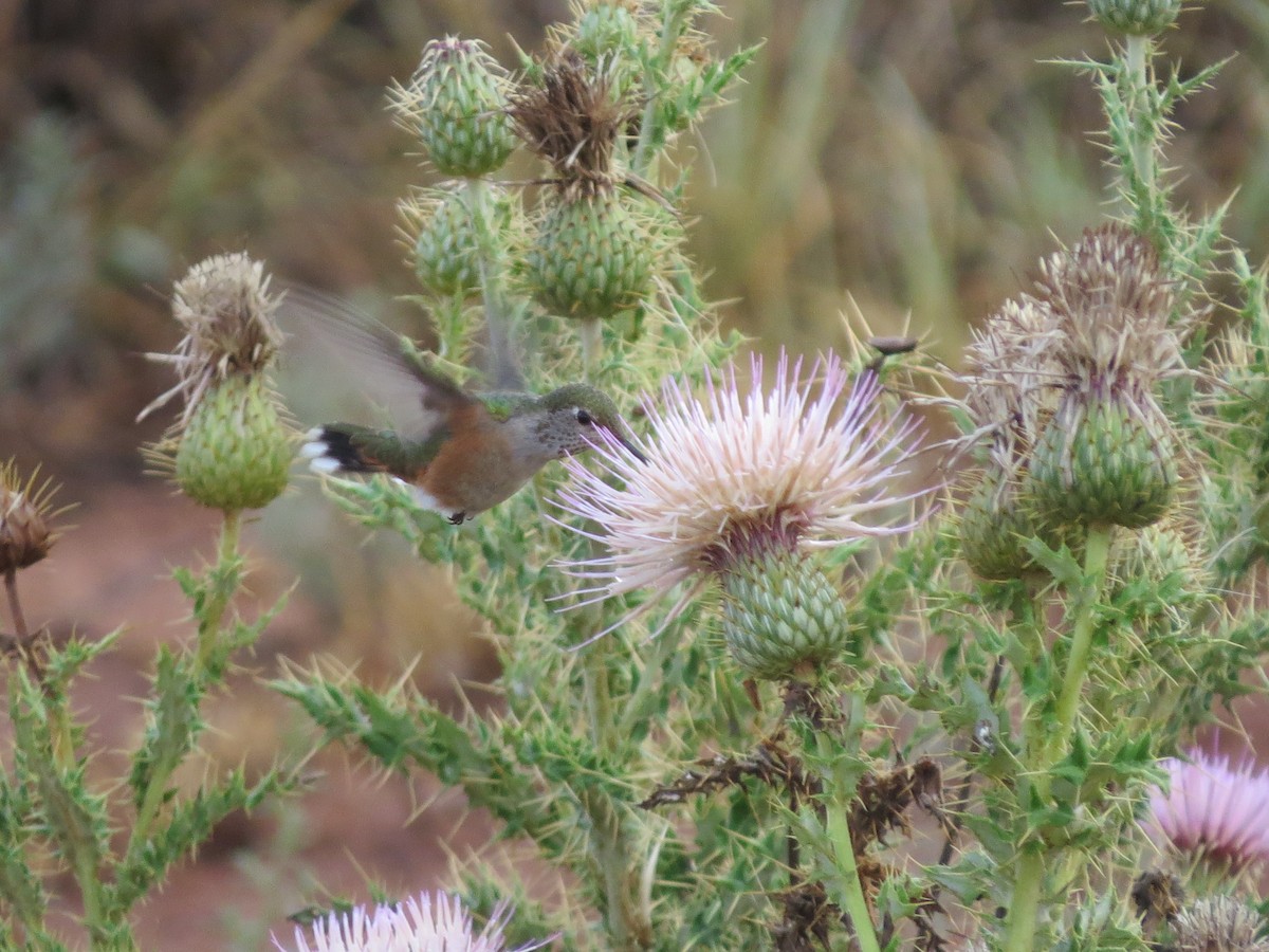 Broad-tailed Hummingbird - ML251574671