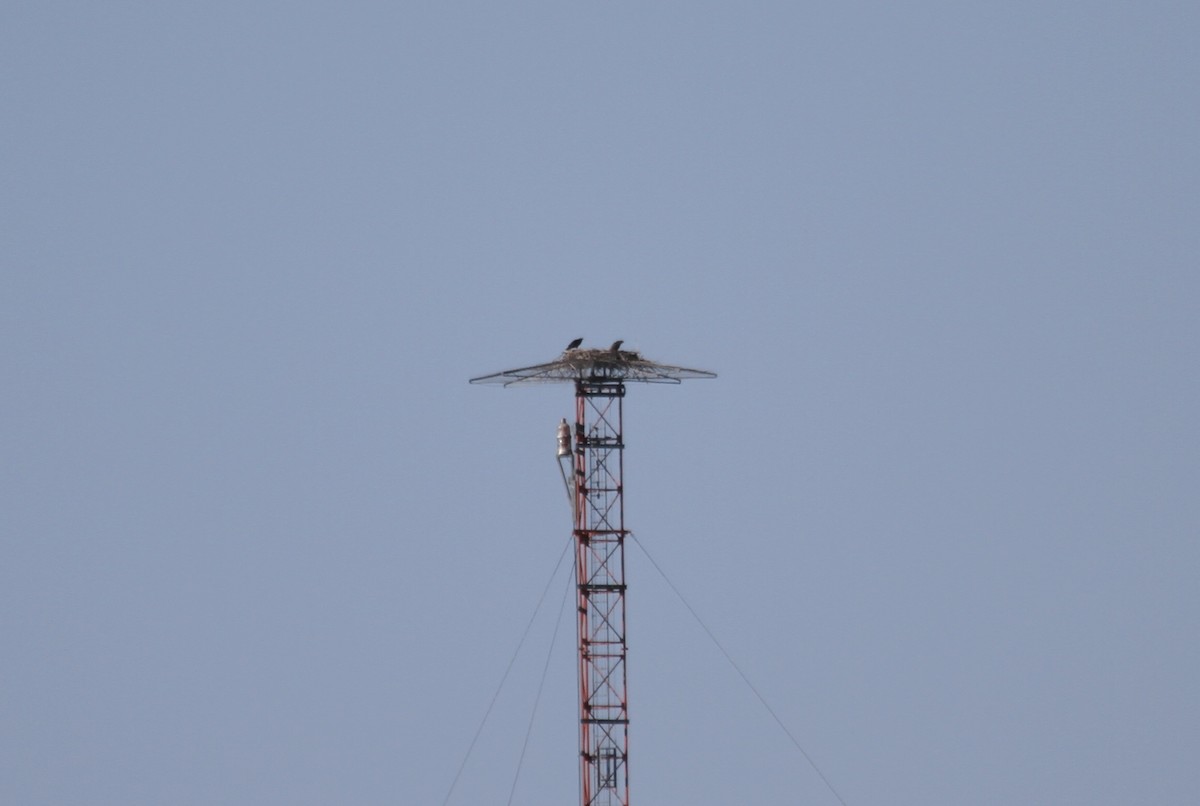 Osprey (carolinensis) - ML251575501