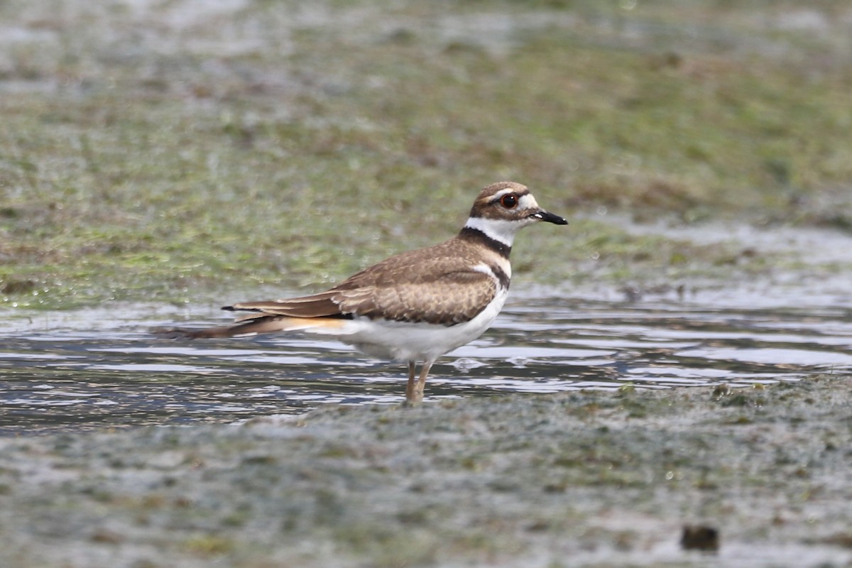 Killdeer - ML251575641