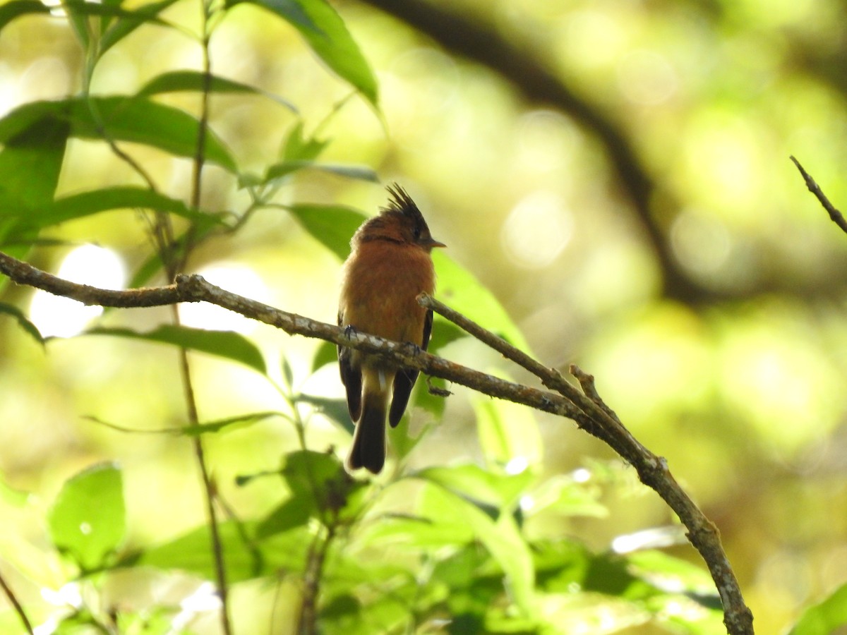 Tufted Flycatcher - ML251575911