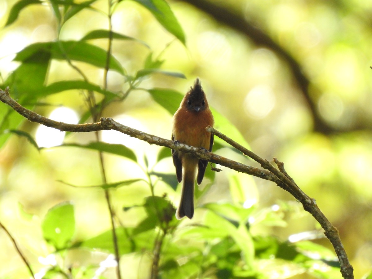 Tufted Flycatcher - ML251576091