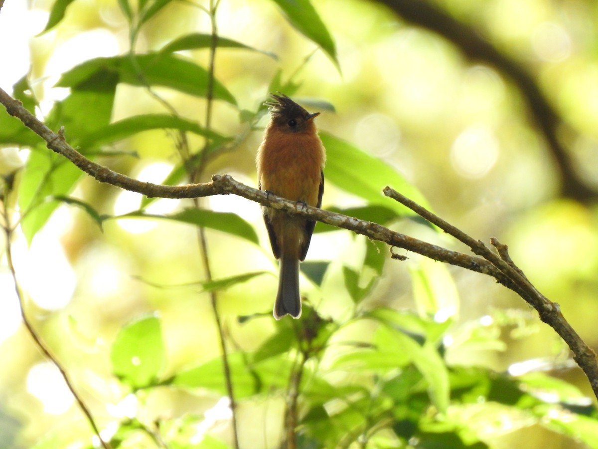 Tufted Flycatcher - ML251576101