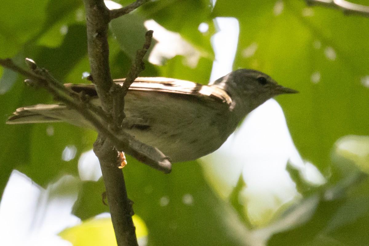 Tennessee Warbler - ML251576351