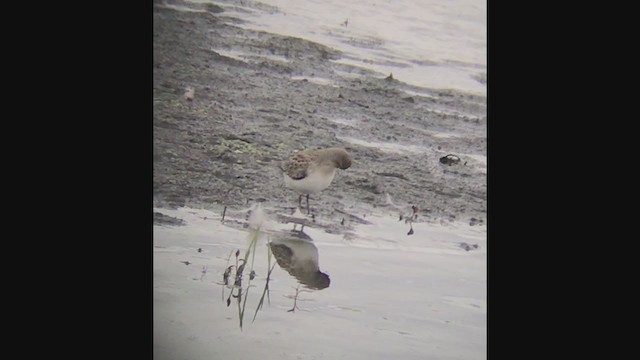 Western Sandpiper - ML251577001