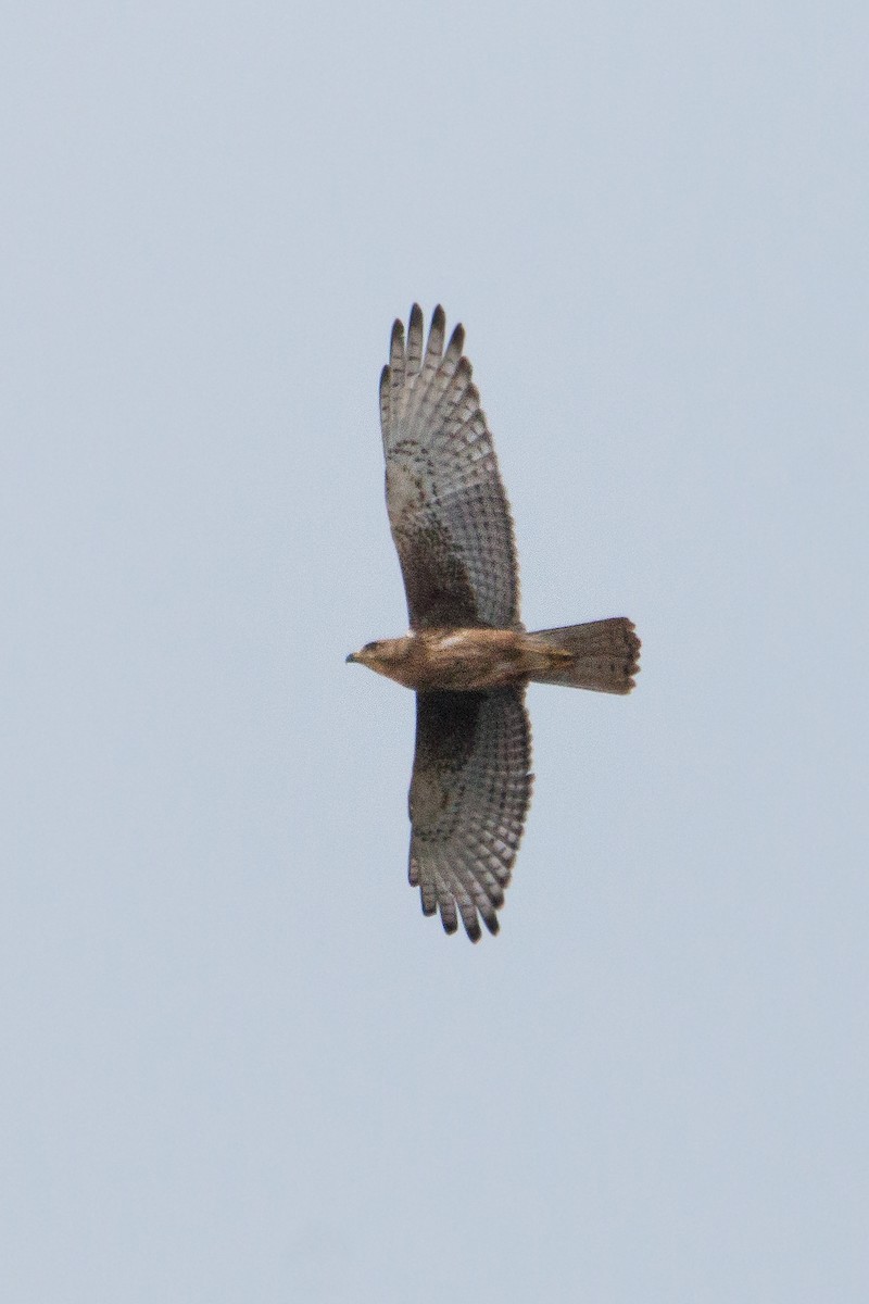 White-eyed Buzzard - ML251577631