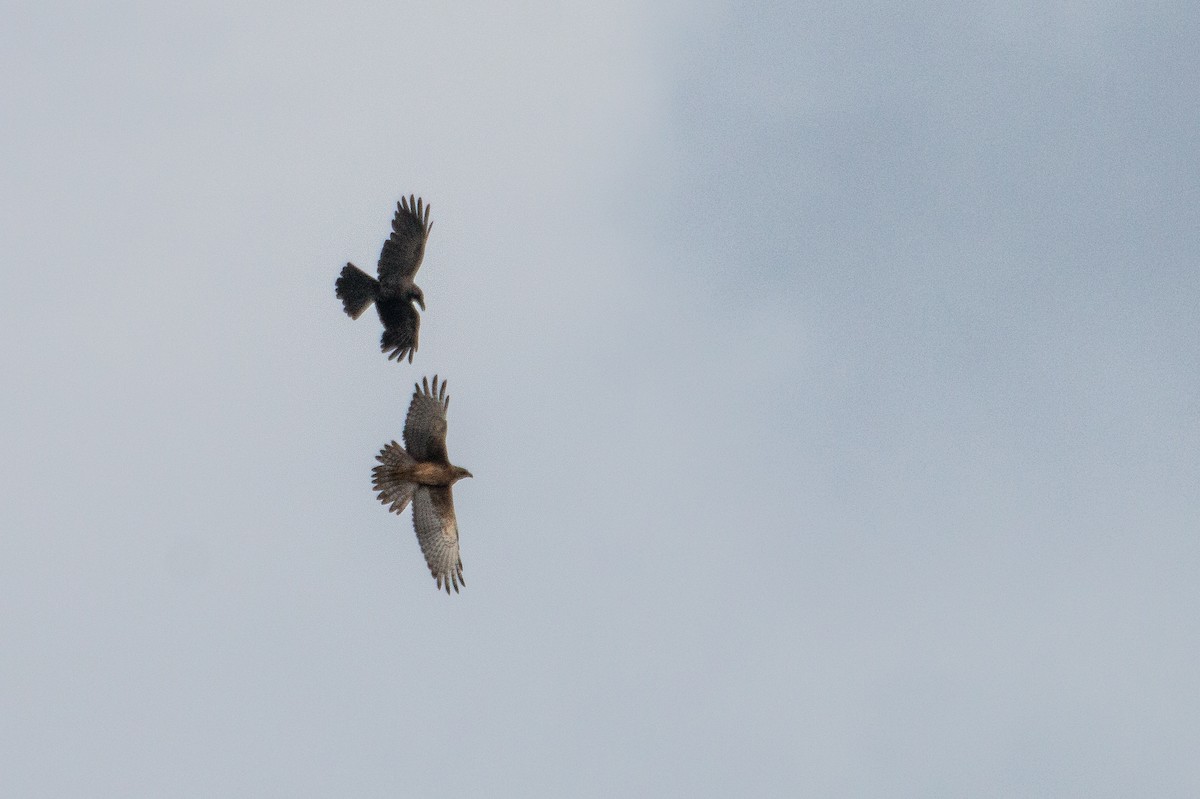 White-eyed Buzzard - ML251577661